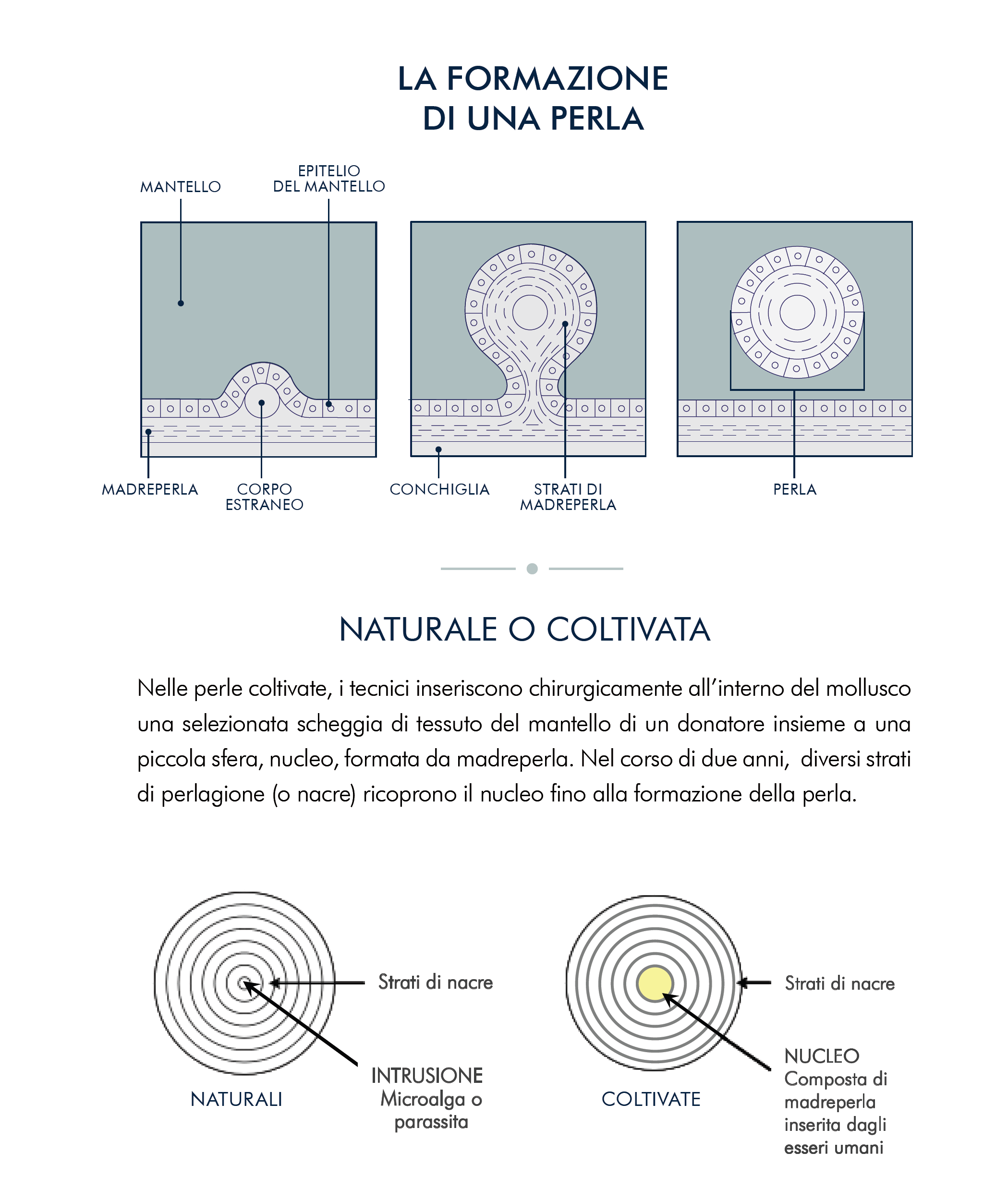 LA FORMAZIONE DI UNA PERLA LA FORMAZIONE DI UNA PERLA